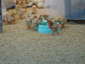 ゴトウもみじ２０代目の鶏が卵を産み始めました。