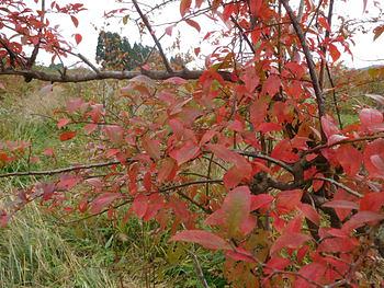 カヤネズミとの初対面！＆新しい卵部屋の棟上げ