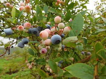 ２０１９年ブルーベリー摘みオープンです。