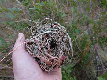 カヤネズミの巣コレクション