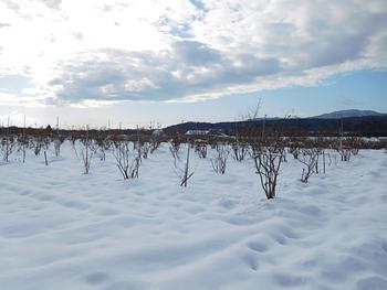 ２０１９年元日の農園