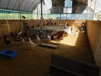 １９代の雛が大きくなってきました。