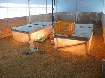 ゴトウもみじ１８代目の雛たちです。