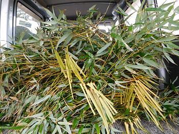 雨の農園のお野菜収穫と山羊たち
