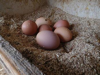 ２０１８年１月１日の農園から