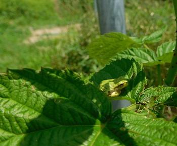 ７月１５日の農園です