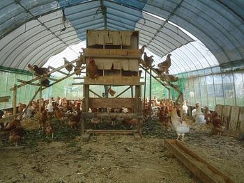 １０月の鶏たちです