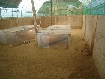 ゴトウもみじ１６代目の雛が来ました。