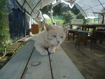 ９月５日の大津１００円商店街＆ヴォーリズJAZZ NIGHTへ