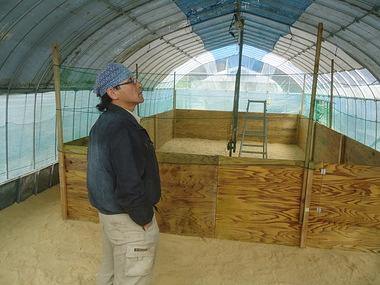 １５代目ゴトウもみじの雛が来ました。