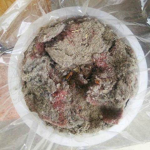 東近江市の一般家庭の掃除機のゴミ（2018年上半期分）を測定