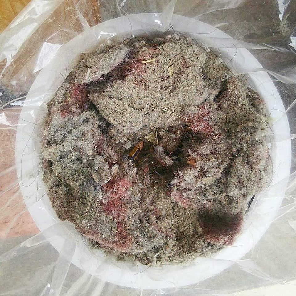 東近江市の一般家庭の掃除機のゴミ（2018年上半期分）を測定