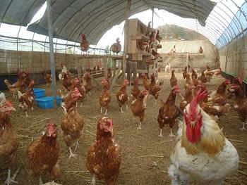 １２代目の鶏たち