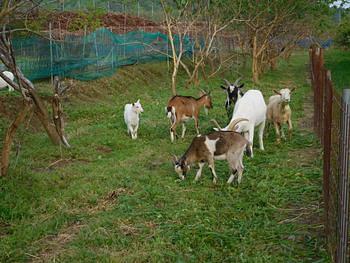 ゴールデンウイークの農園
