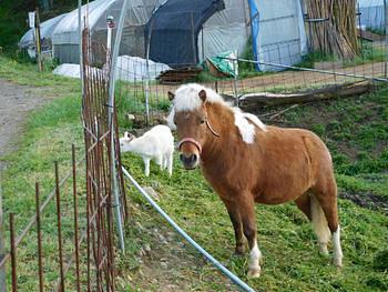 湖南市のきらめき湖南地域活性化推進事業公開プレゼンテーションへ