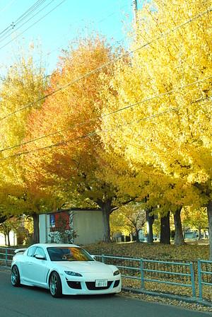 通りすがりの紅葉