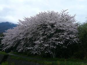 雨　桜