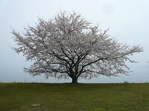 湖岸はかすんで・・・