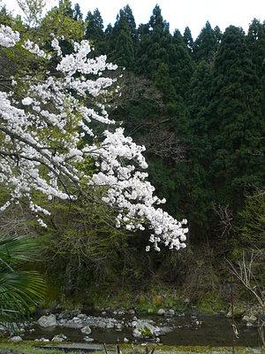 葛川の桜は