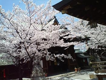 法務局近くの桜