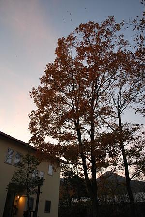 比良に住む　紅葉の比良