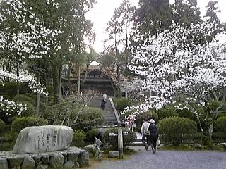 三井寺の桜