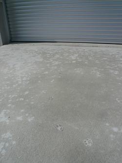 猫の足跡・・・