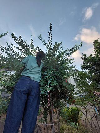 ブルーベリー狩り②