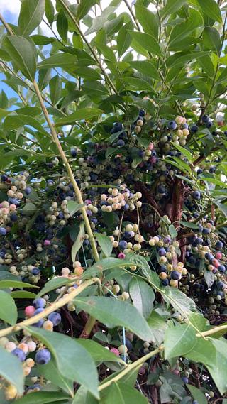 ブルーベリー狩り