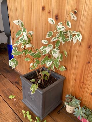 木を大きくしたい！