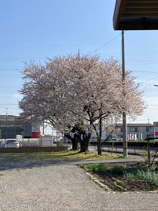 桜が満開ですね～
