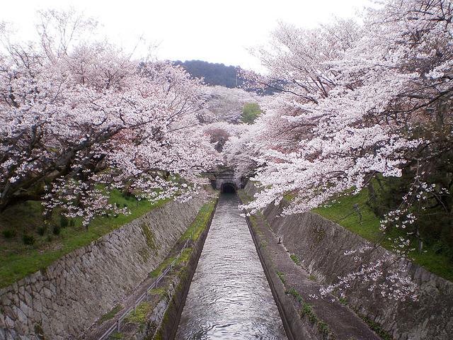 疎水の桜