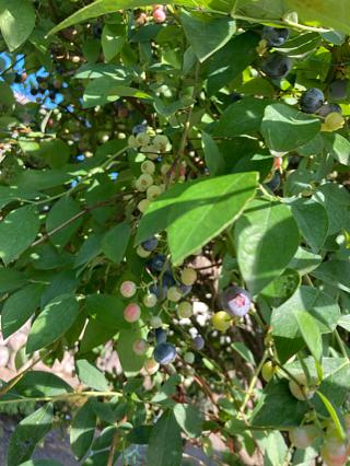 ブルーベリータルト