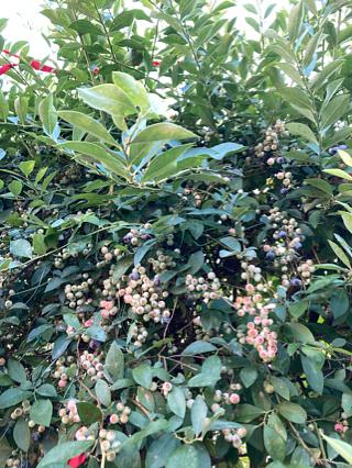 ブルーベリー狩り