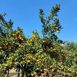みかんの木