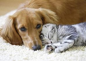 ペット画像募集！！