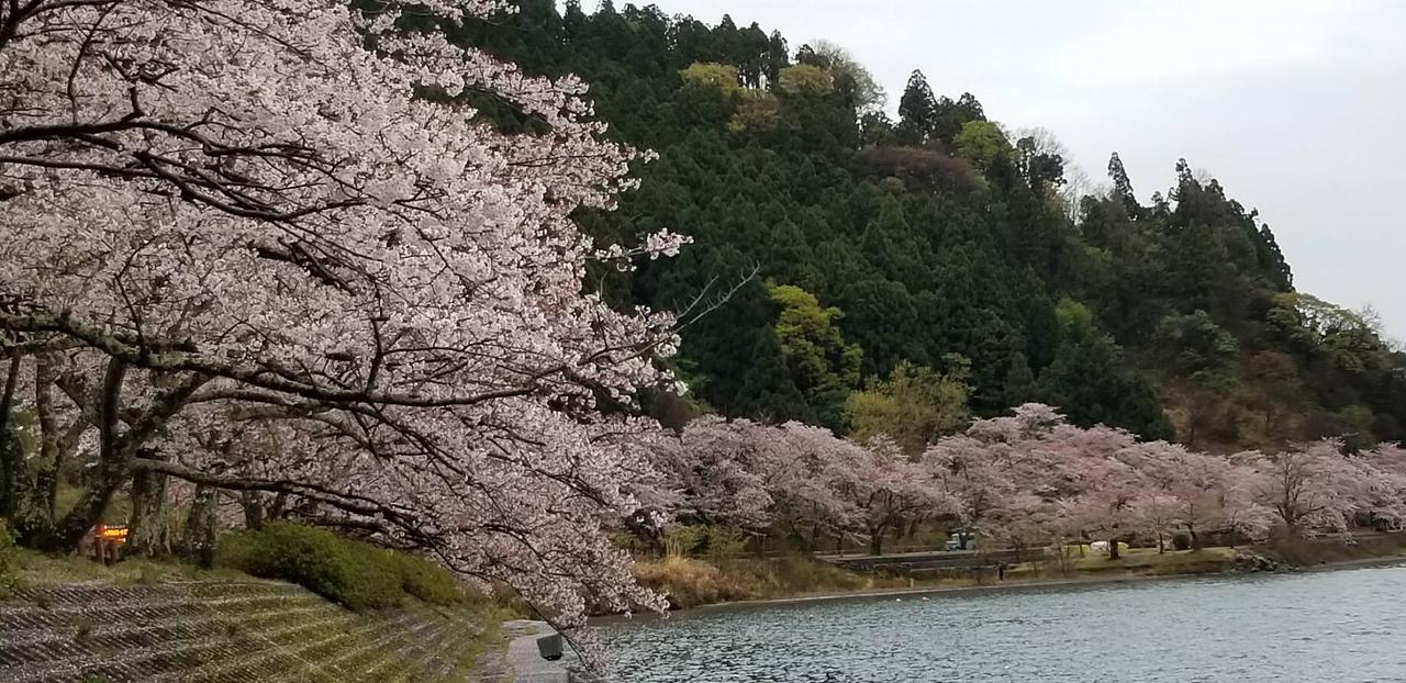 海津大崎の桜