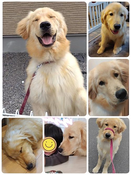 うちの子自慢！お便り