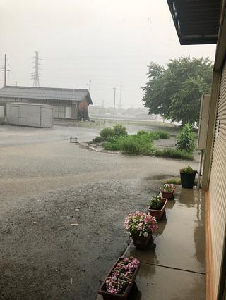 オリーブの発泡酒