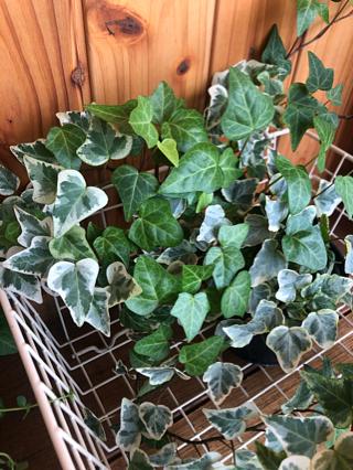 ご予約について