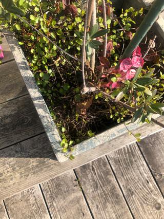 オープンサイン