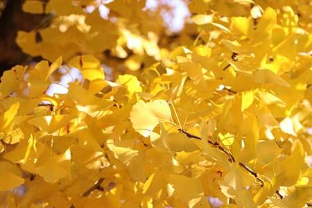 イチョウの黄葉が見ごろに！