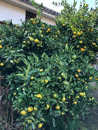 ポン・デ・リング？