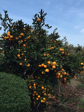 届いたものは…