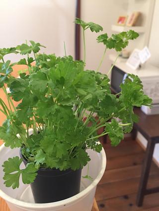 パセリ
