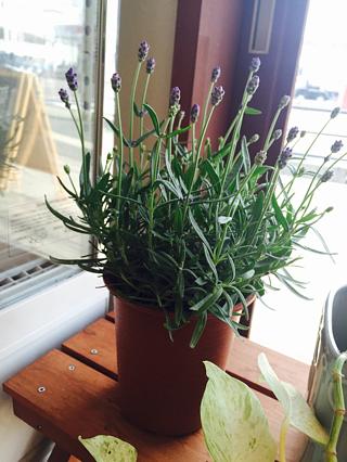 じゃがいも植えたよ