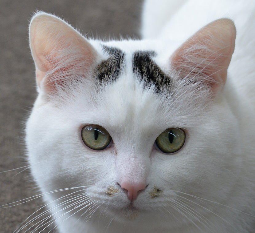 看板ネコの福丸くん