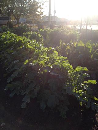 大根とれました！