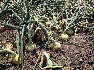 玉ねぎの収穫