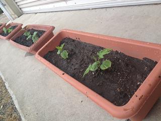 今年もゴーヤカーテン！！